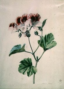 Geranium